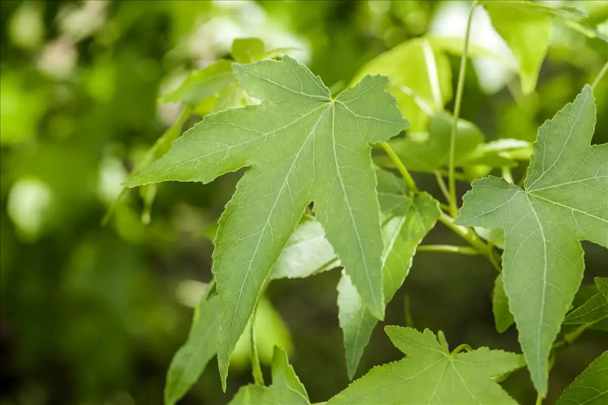 Liquidambar styracifl.'Slender Silhouette' Amberbaum 'Slender Silhouette'