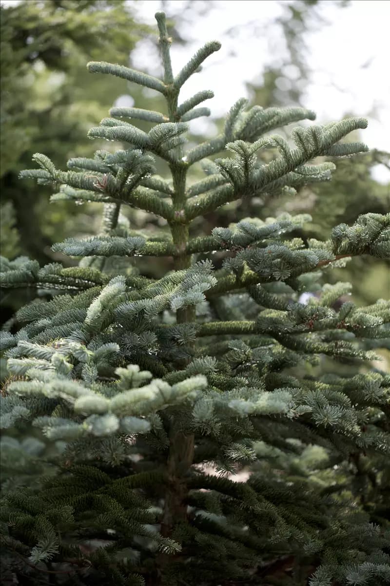 Abies concolor Colorado-Tanne,Grautanne