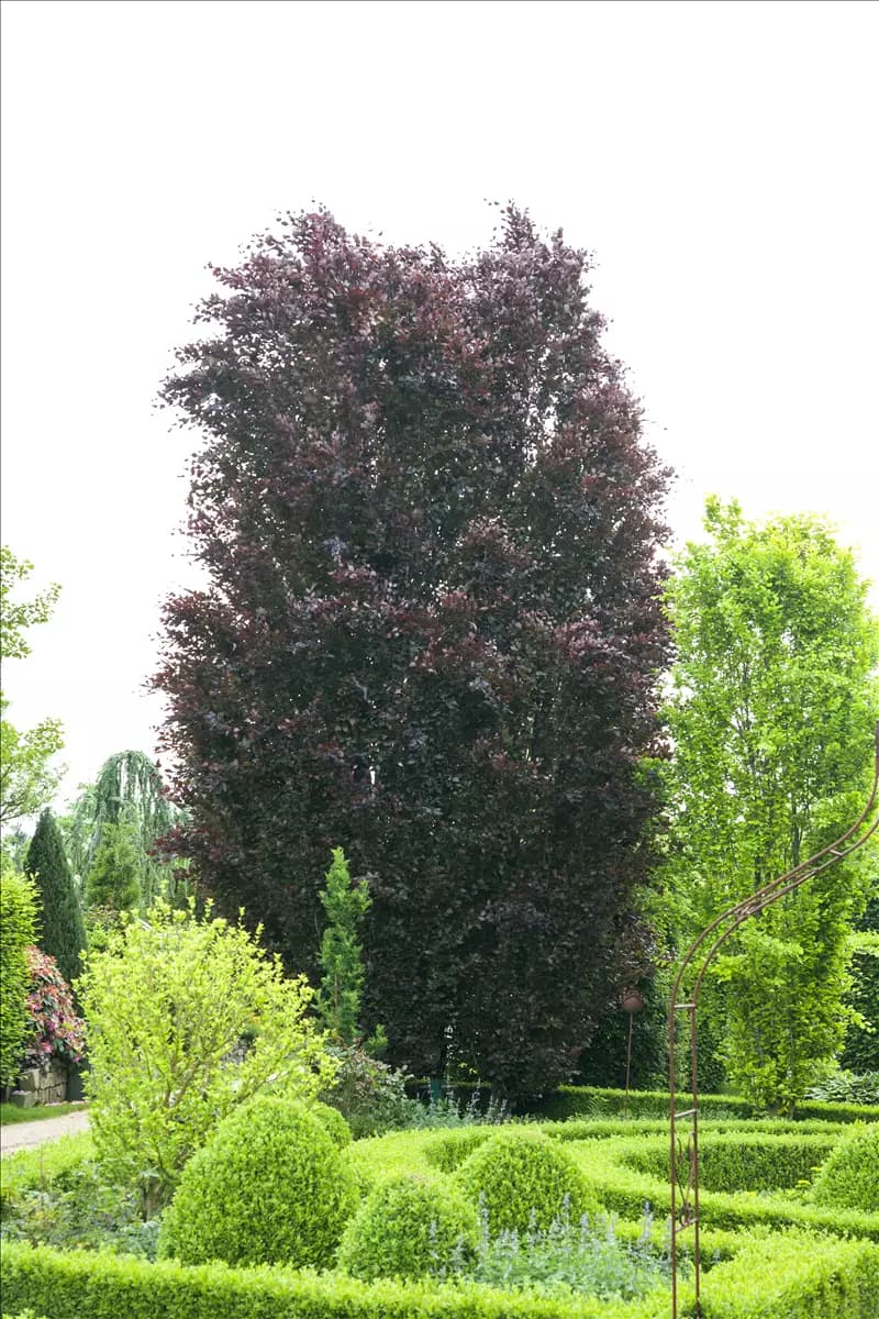 Fagus sylvatica 'Purpurea' - Heckenpflanzen Blutbuche