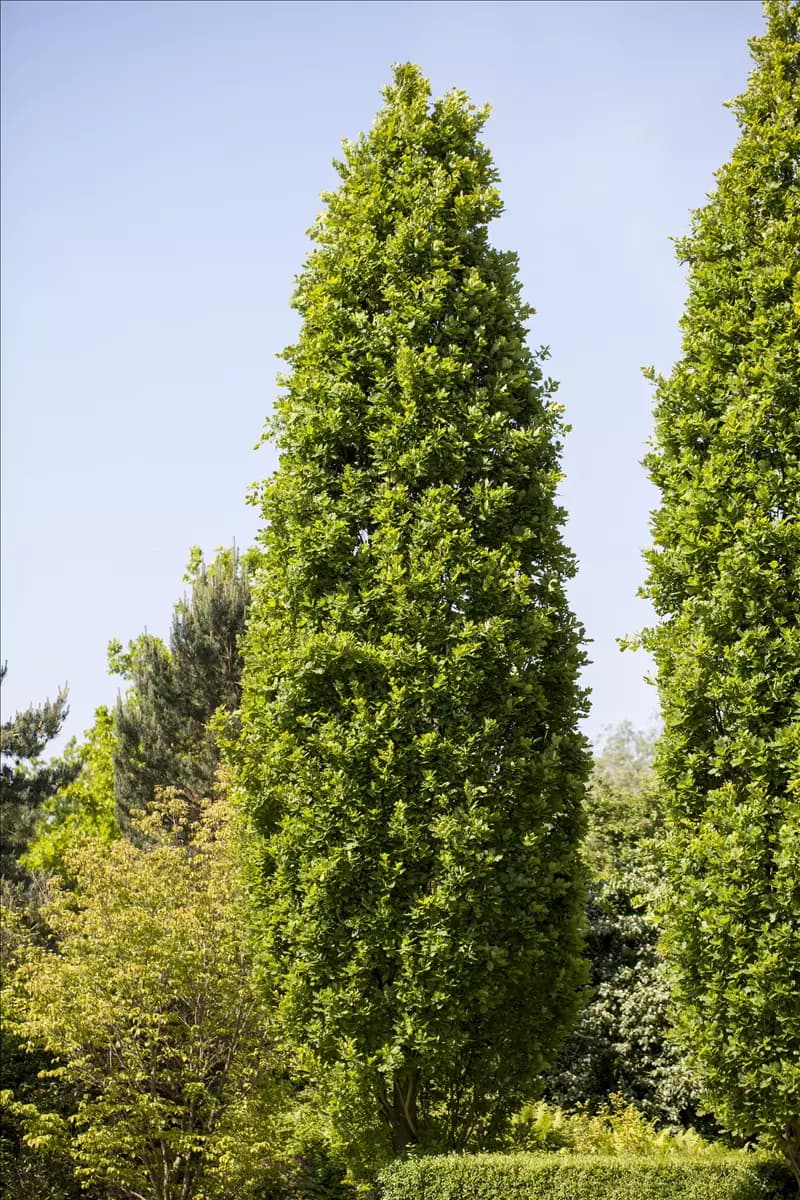 Quercus robur 'Fastigiata Koster' Säuleneiche