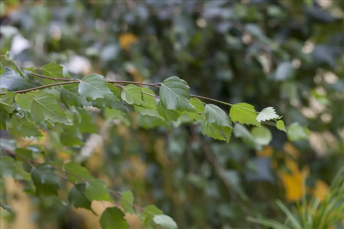 Betula pendula - Baum Sandbirke
