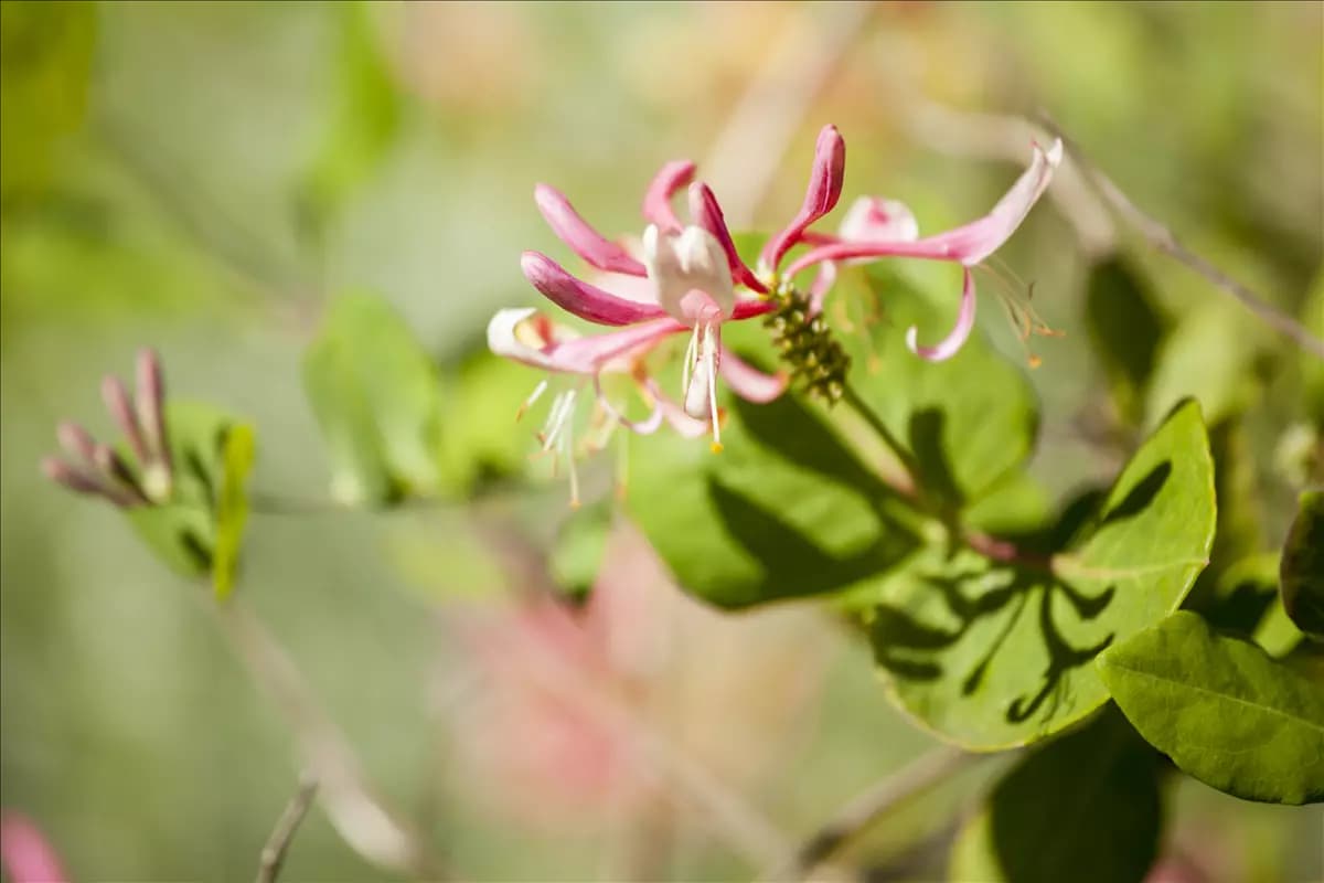 Lonicera heckrottii 'Goldflame' Geißschlinge 'Goldflame'