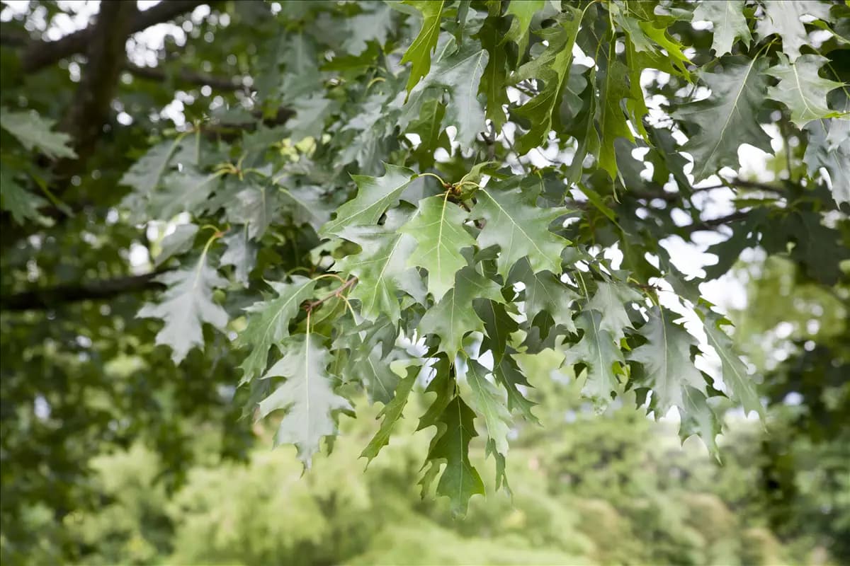 Quercus rubra Amerik.Roteiche