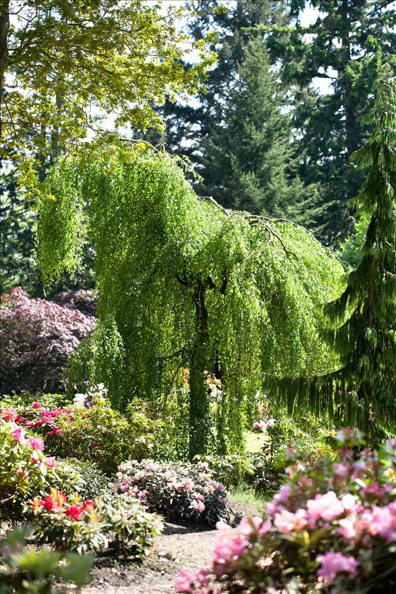 Betula pendula 'Youngii' Trauerbirke
