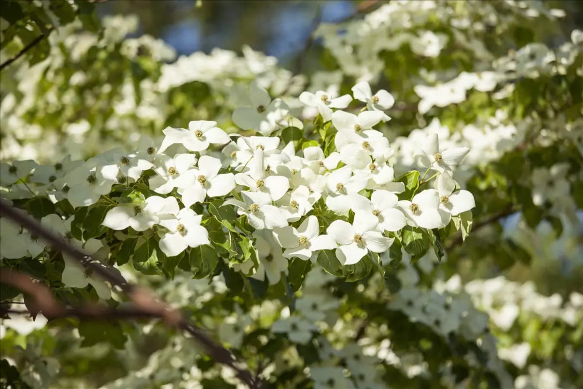 Cornus florida Amerik.Blumen-Hartriegel