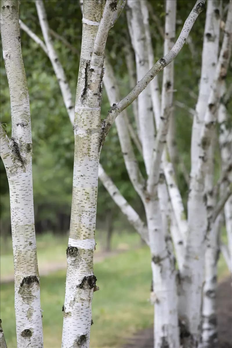 Betula pubescens Moorbirke