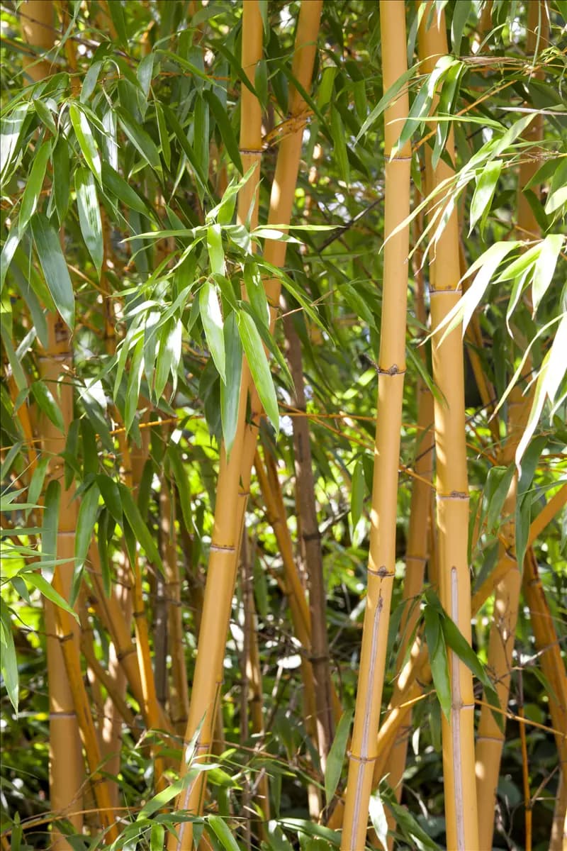 Phyllostachys aurea Goldrohrbambus