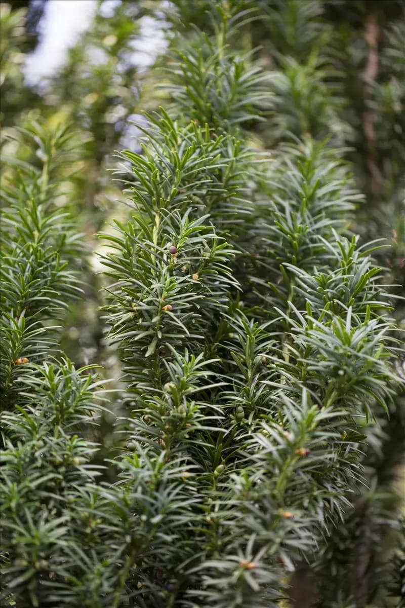 Taxus media 'Straight Hedge' Spalier-Eibe