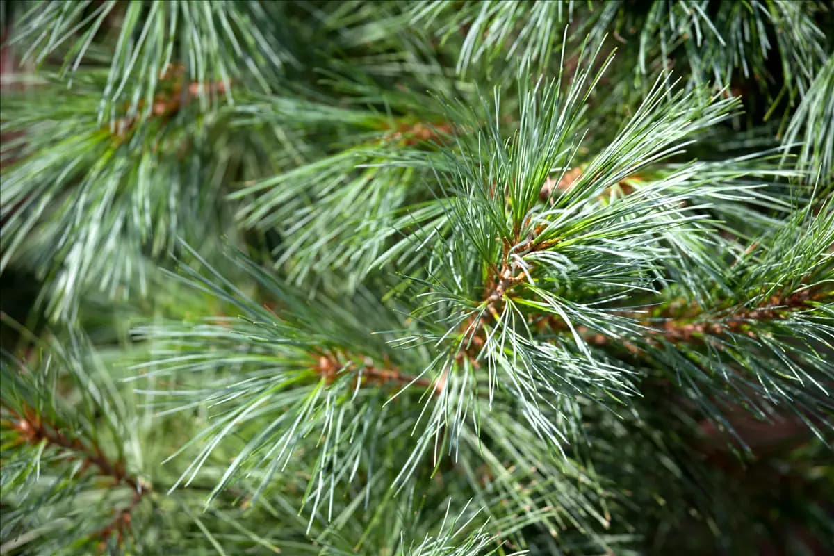 Pinus wallichiana 'Densa Hill' Kleine Tränenkiefer 'Densa Hill'