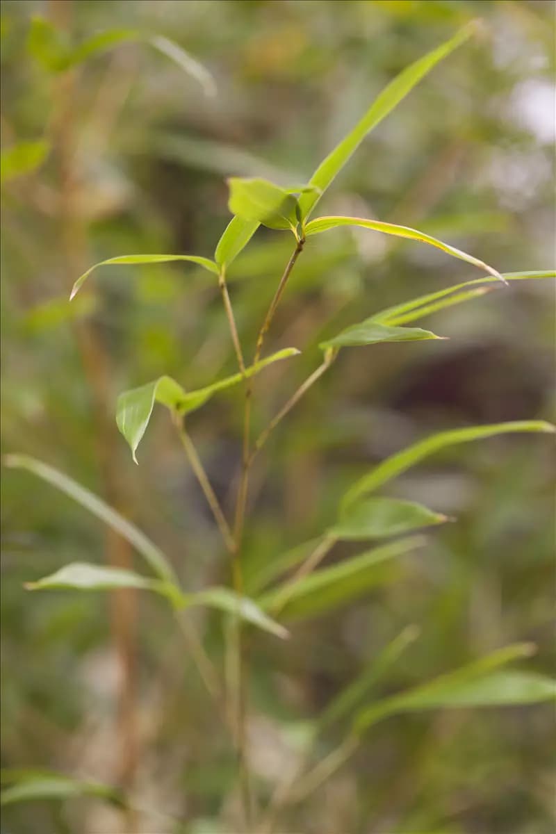 Phyllostachys aureosulcata Spectabilis Bambus aureosulcata spectabilis
