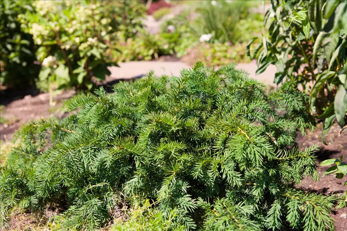 Taxus baccata 'Repandens' Tafeleibe,Kisseneibe