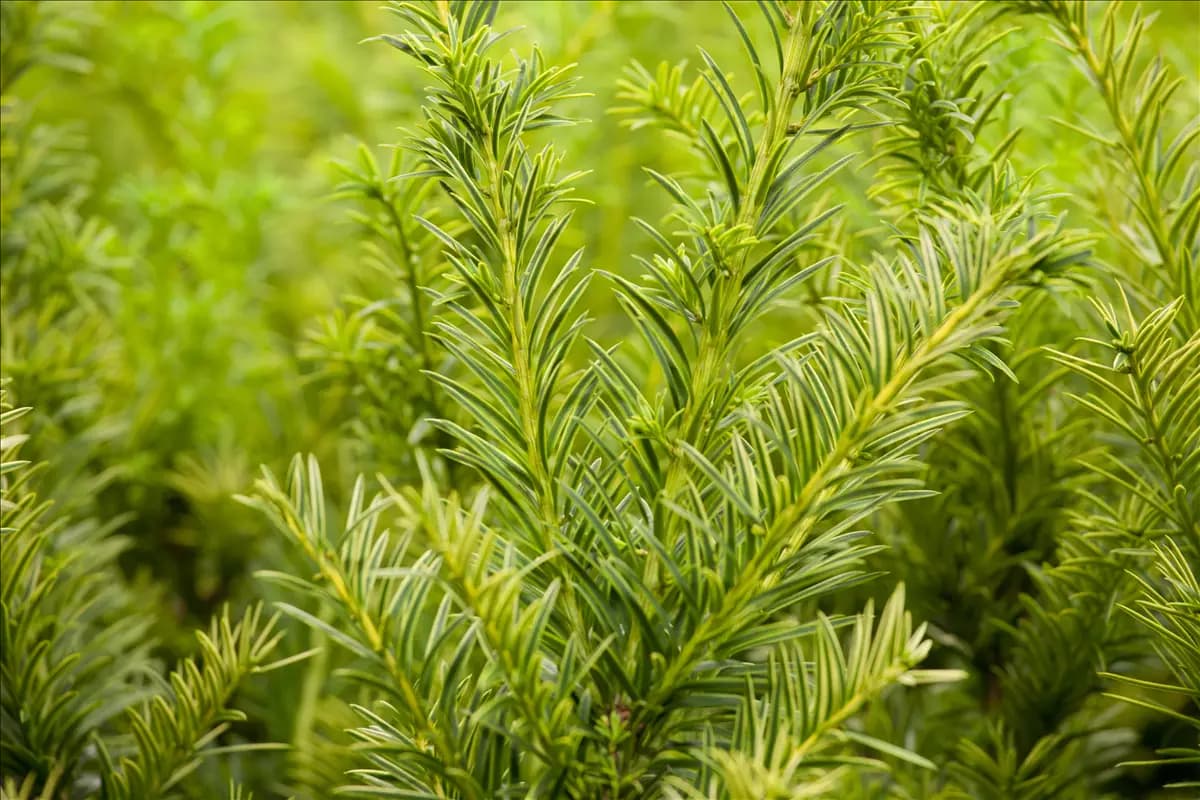 Taxus baccata 'Semperaurea' Goldene Straucheibe