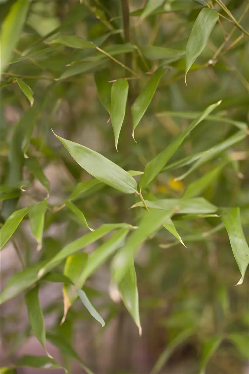 Phyllostachys bissetii Bambus bissetii