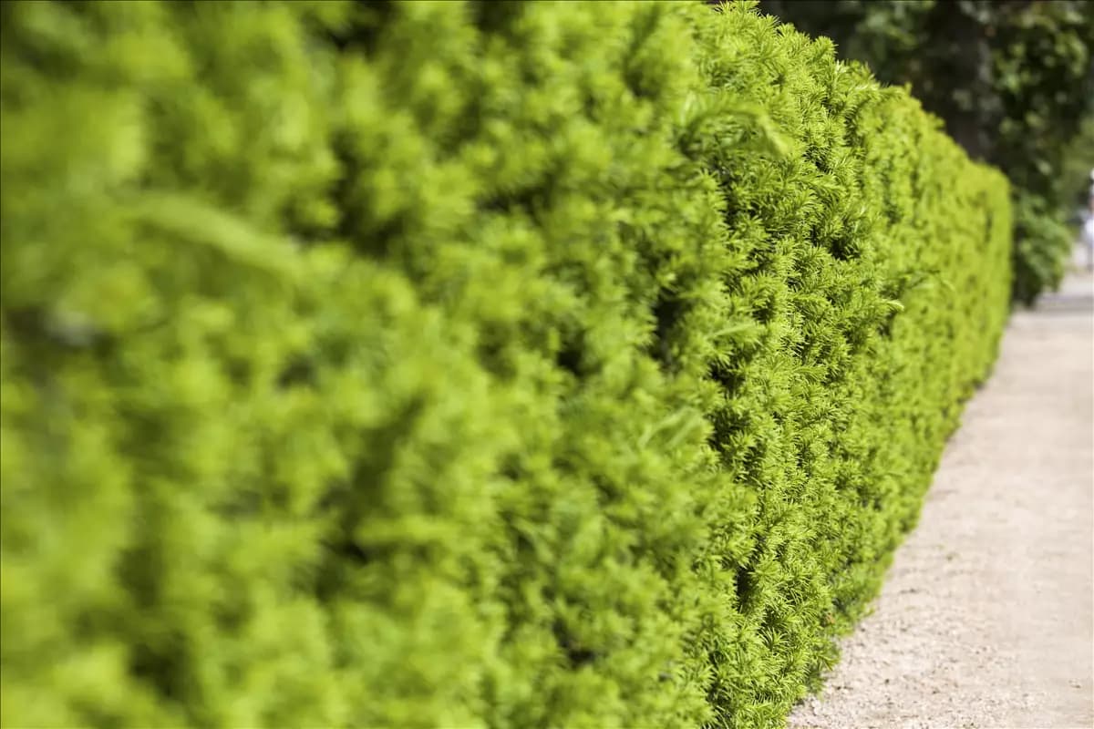 Taxus media 'Hicksii' - Heckenpflanzen Fruchtende Bechereibe