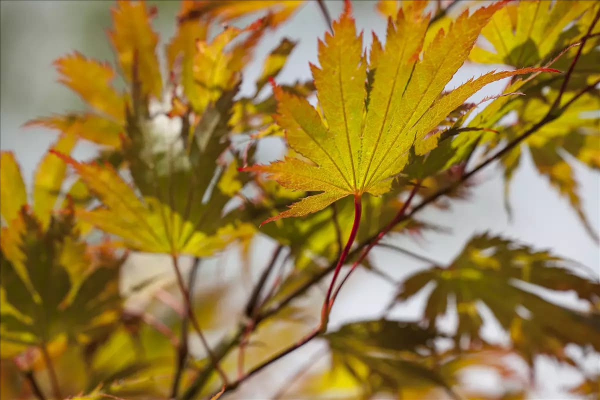 Acer palmatum - Ziergehölze Fächerahorn