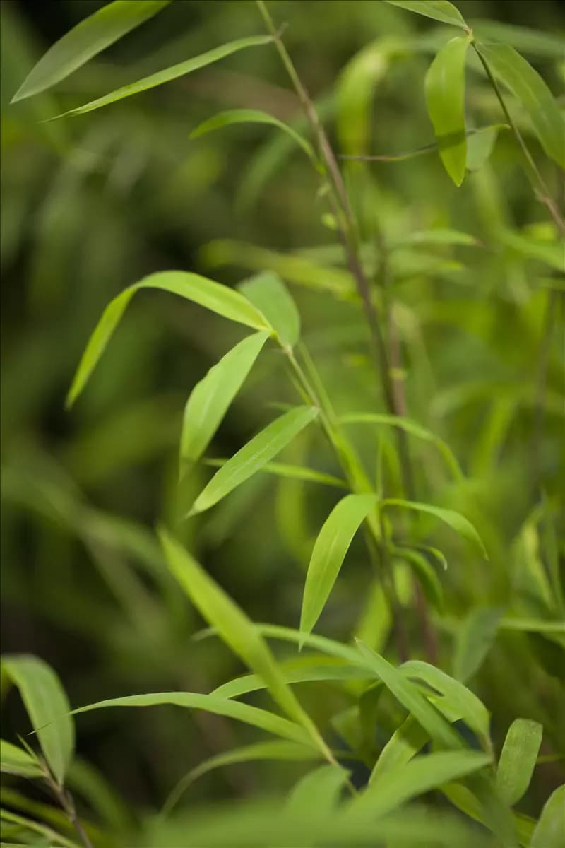 Fargesia nitida 'Viking' Winterharter Bambus