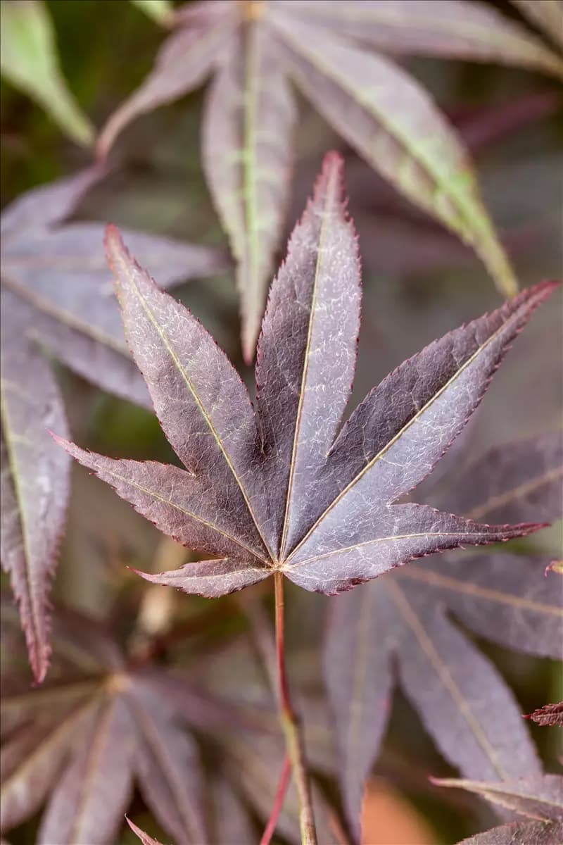 Acer palmatum 'Atropurpureum' - Ziergehölze Roter Fächerahorn