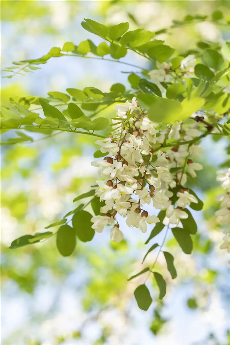 Robinia pseudoac.'Nyirsegi' Scheinakazie 'Nyirsegi'