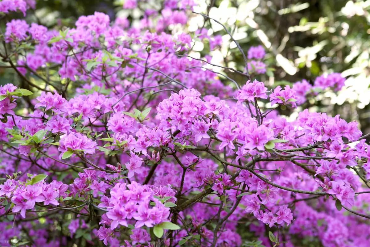 Rhododendron 'Praecox' Rhododendron 'Praecox'