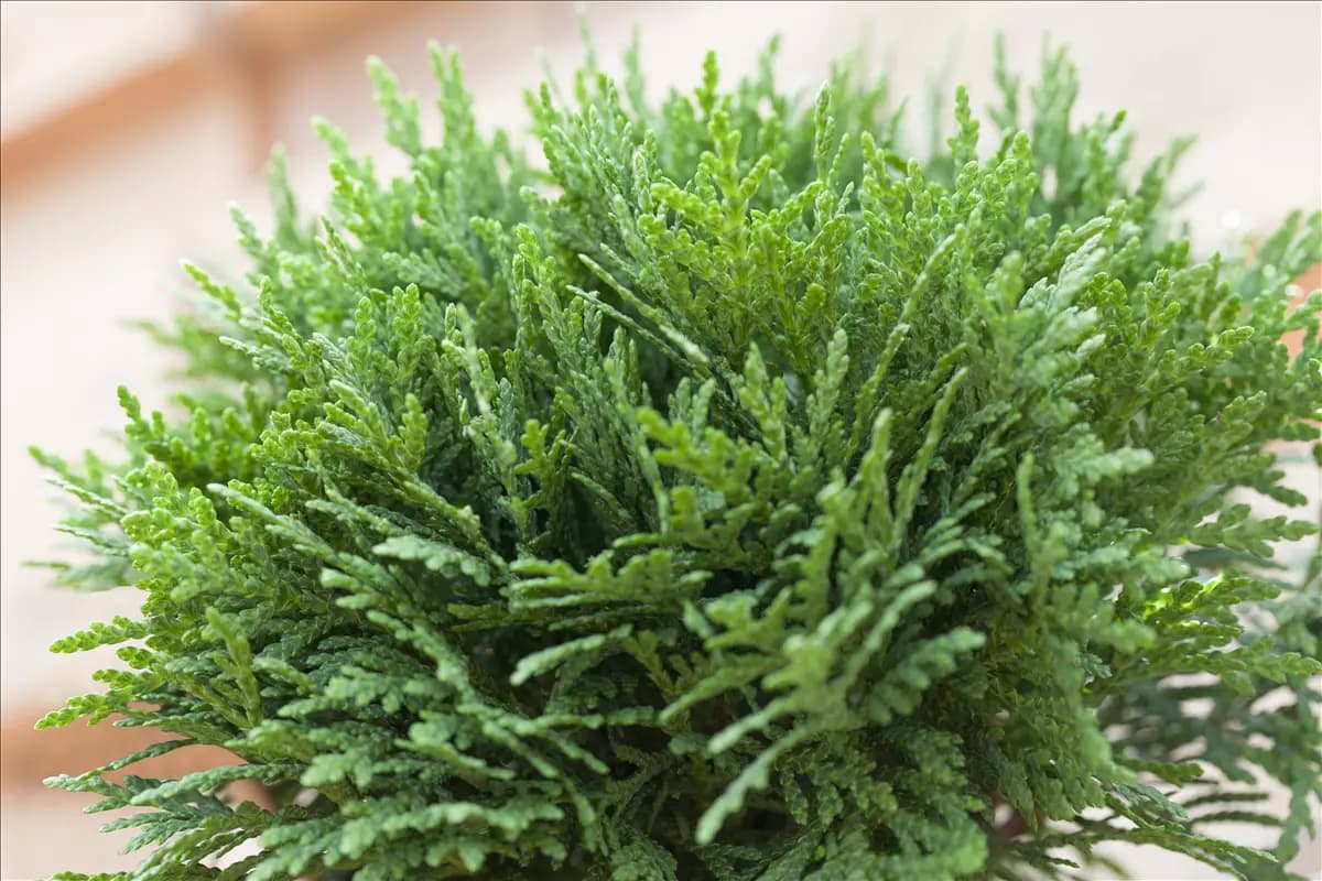 Thuja occidentalis 'Danica' Zwergiger Kugel-Lebensbaum
