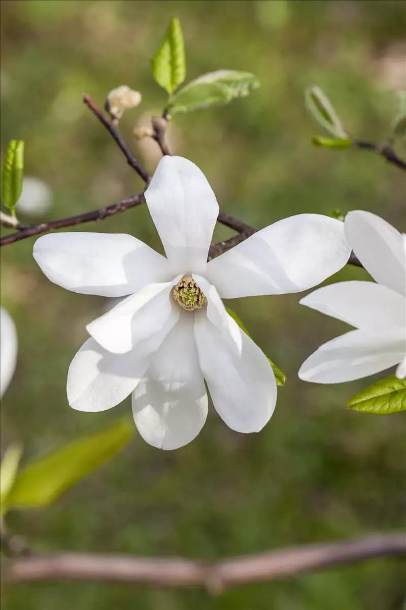 Magnolia kobus - Formgehölze Kobushi-Magnolie