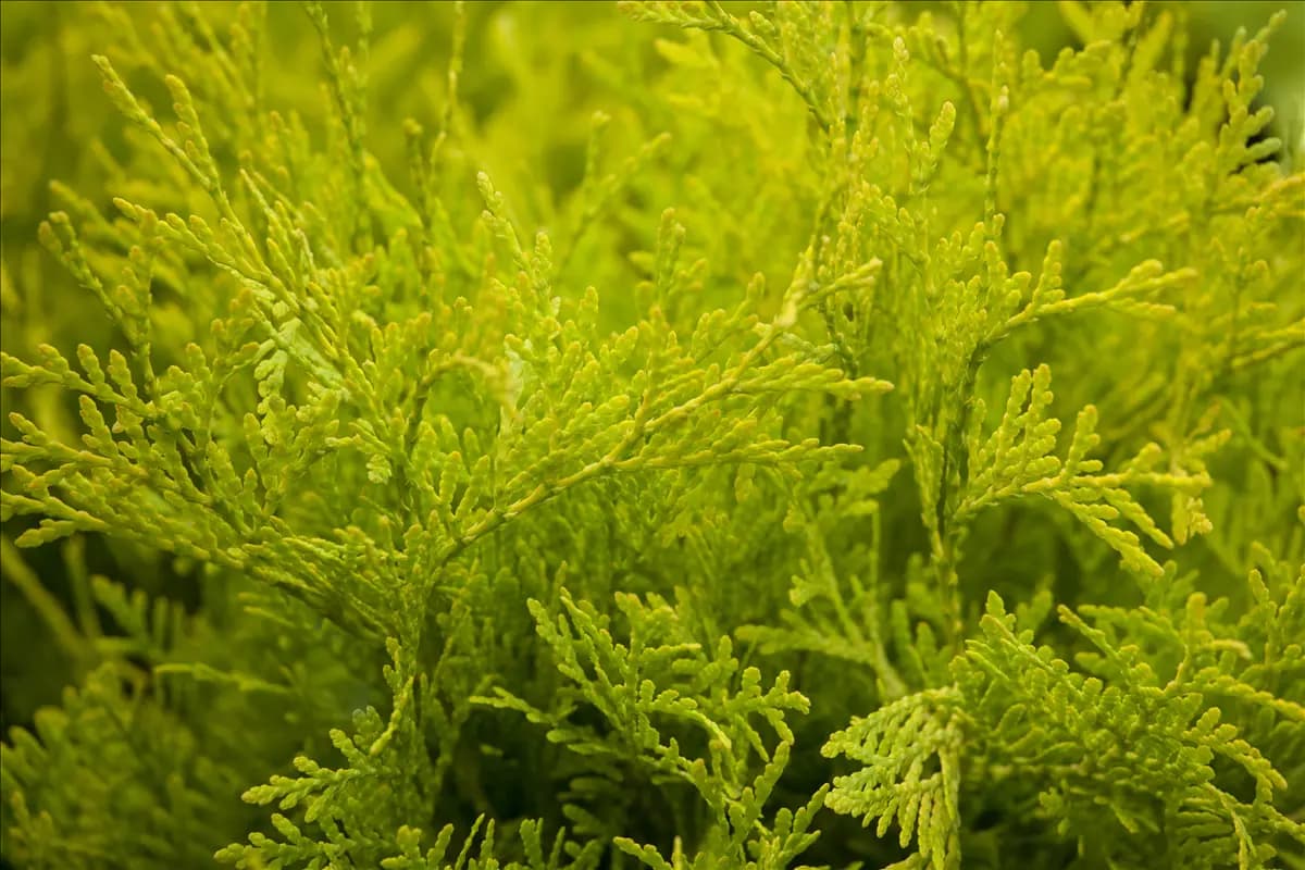 Thuja occidentalis 'Golden Globe' Lebensbaum 'Golden Globe'