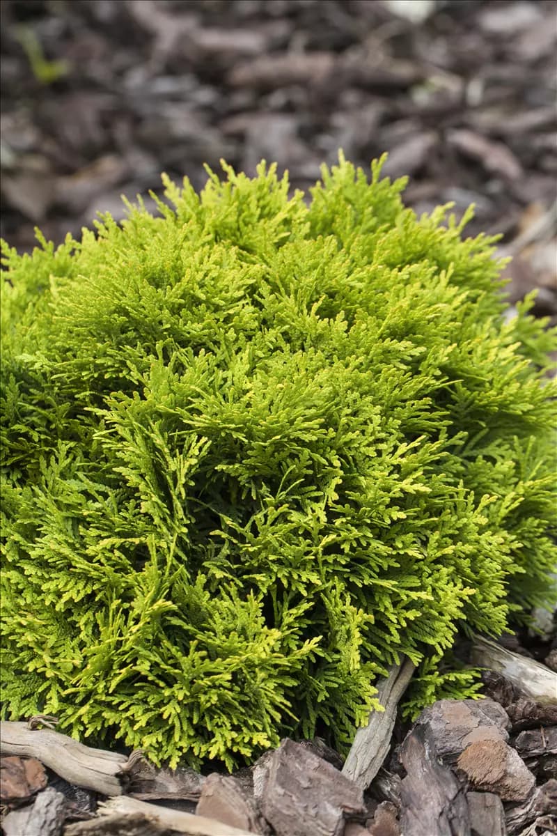 Thuja occidentalis 'Mirjam' Abendl.Lebensbaum 'Mirjam'