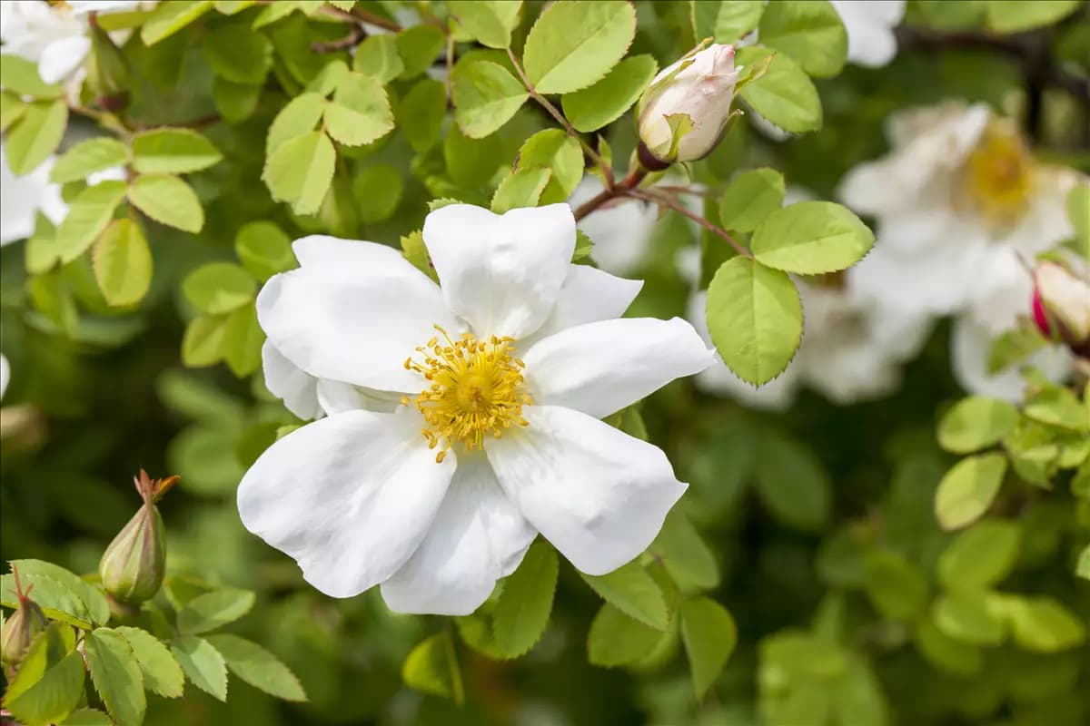 Rosa pimpinellifolia Pimpernell-Rose