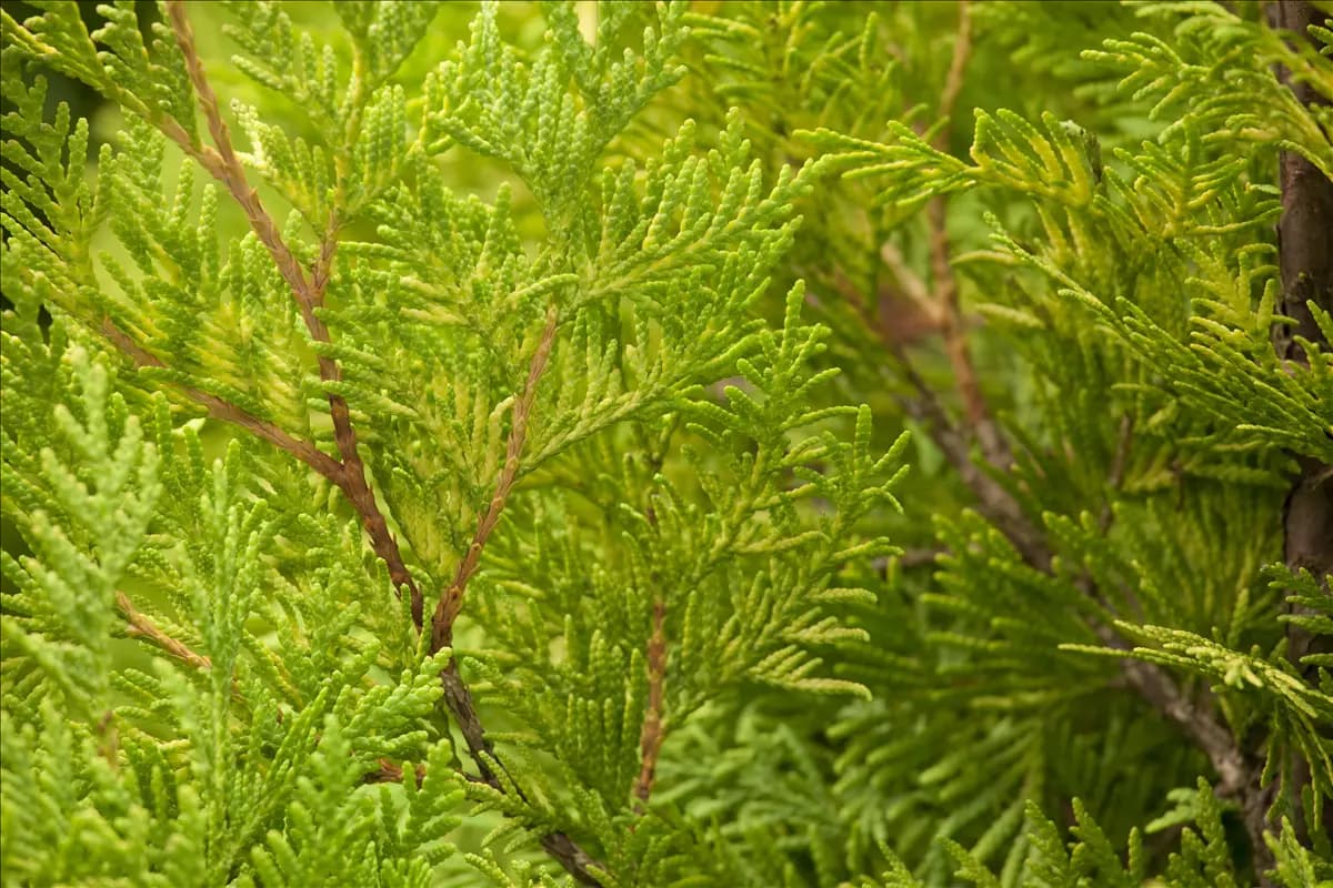 Thuja occidentalis 'Sunkist' Lebensbaum 'Sunkist'