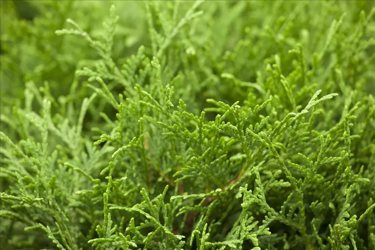 Thuja occidentalis 'Tiny Tim' Lebensbaum 'Tiny Tim'