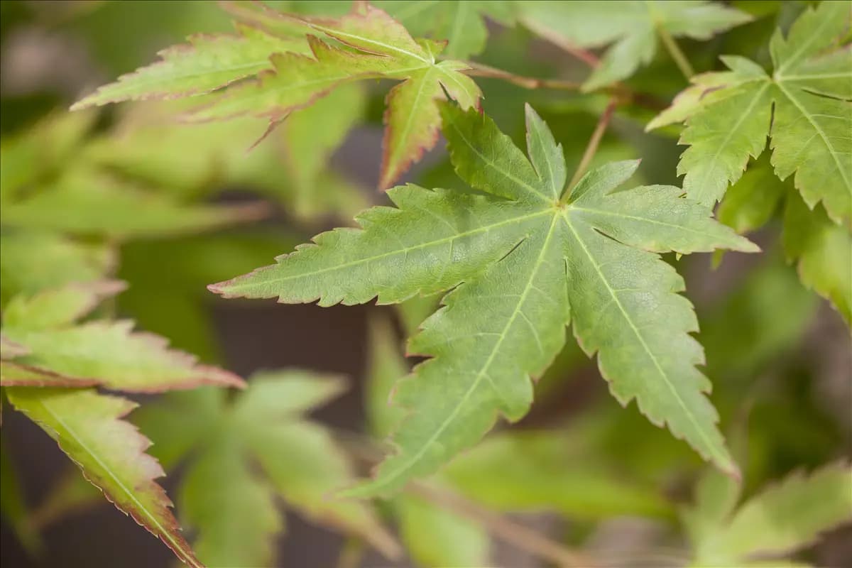 Acer palmatum 'Sangokaku' Fächerahorn 'Sangokaku'