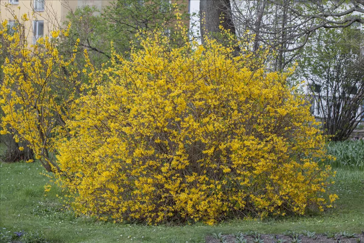 Forsythia intermedia 'Spectabilis' - Wildgehölze Forsythie 'Spectabilis'