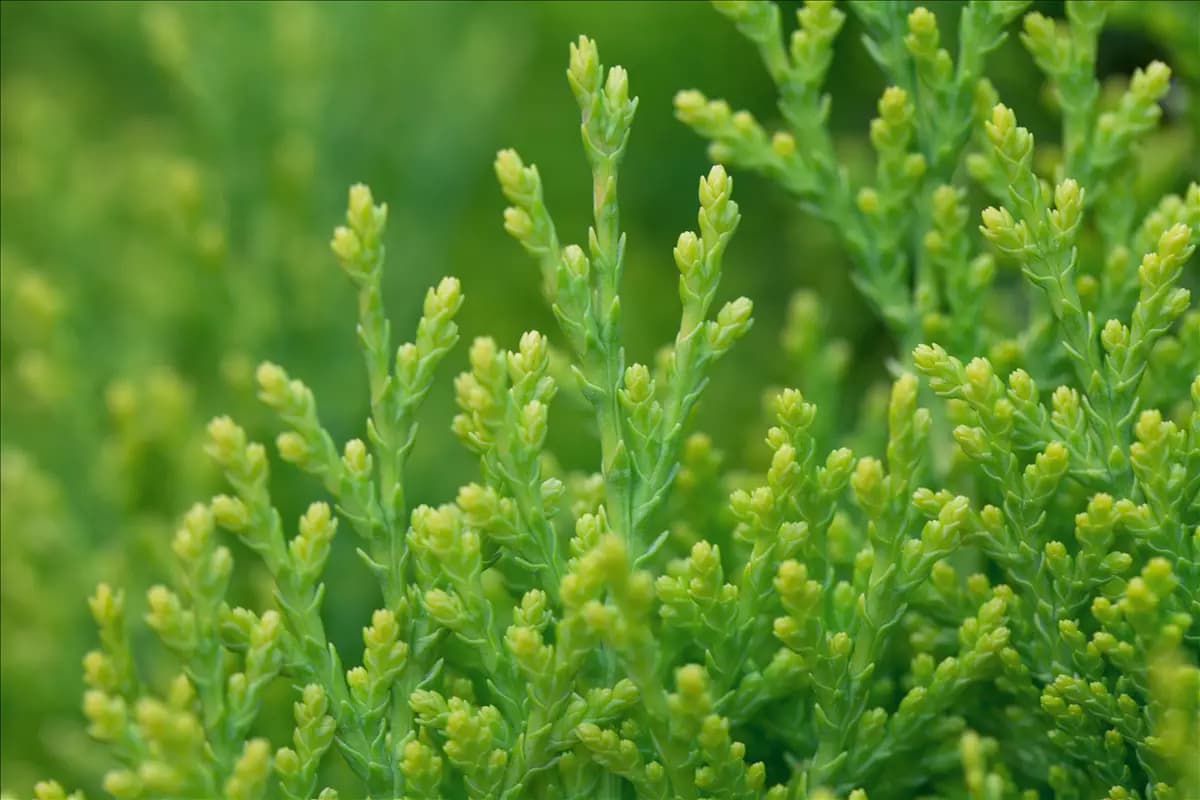 Thuja orientalis 'Aurea Nana' Gelber Zwerg-Lebensbaum