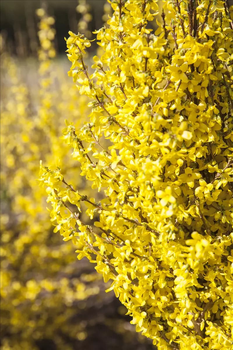 Forsythia intermedia 'Week-End' -R- Forsythie 'Week-End' -R-