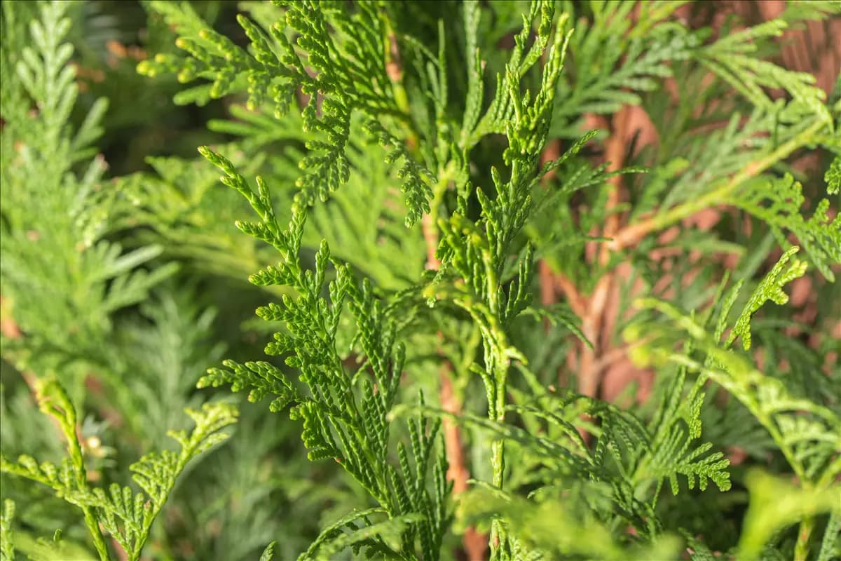 Thuja plicata 'Atrovirens' Grüner Riesen-Lebensbaum