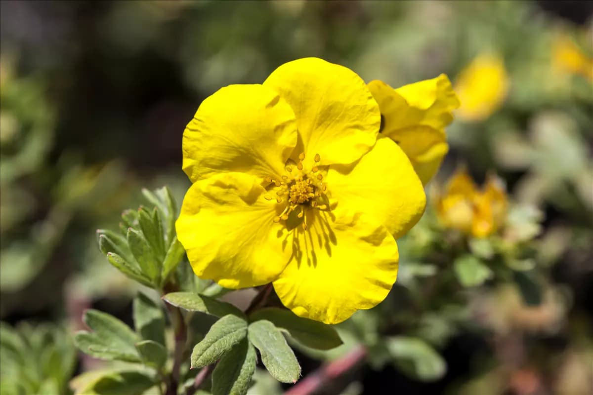 Potentilla fruticosa Goldfinger Fingerstrauch