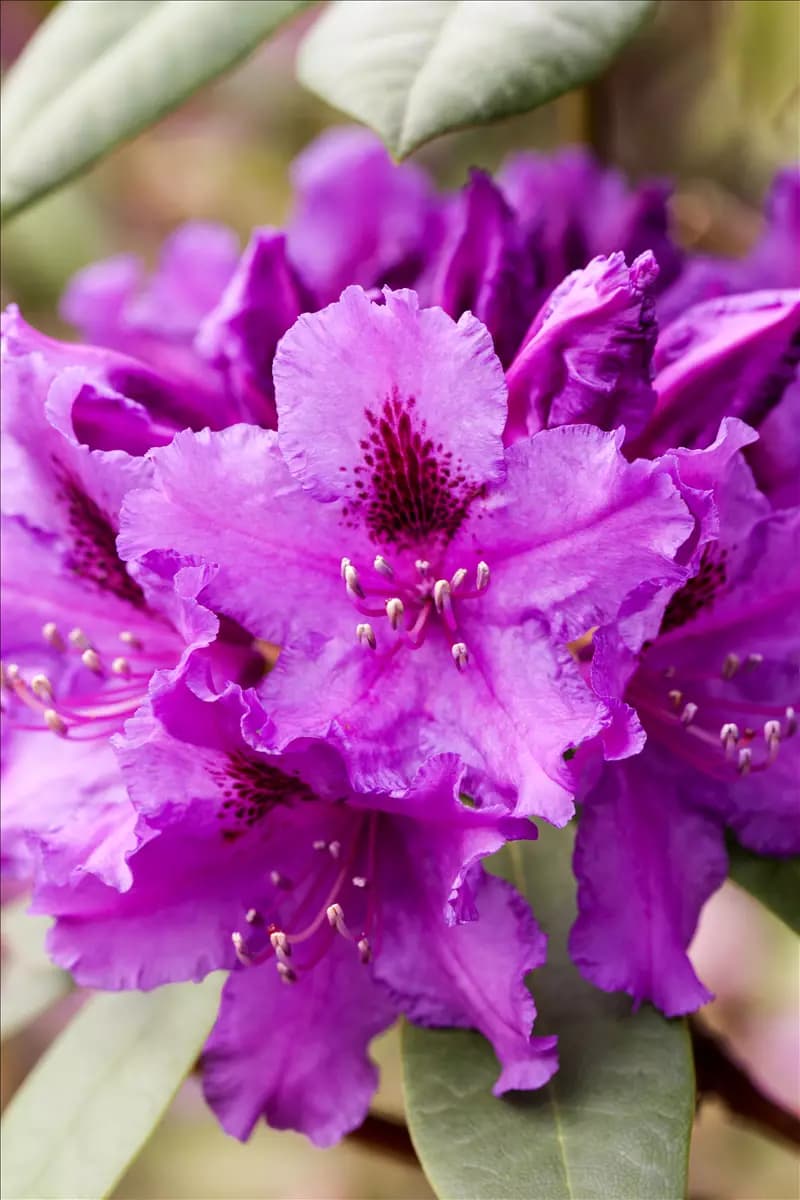 Rhododendron Hybr.'Azurro' II Rhododendron-Hybride 'Azurro'