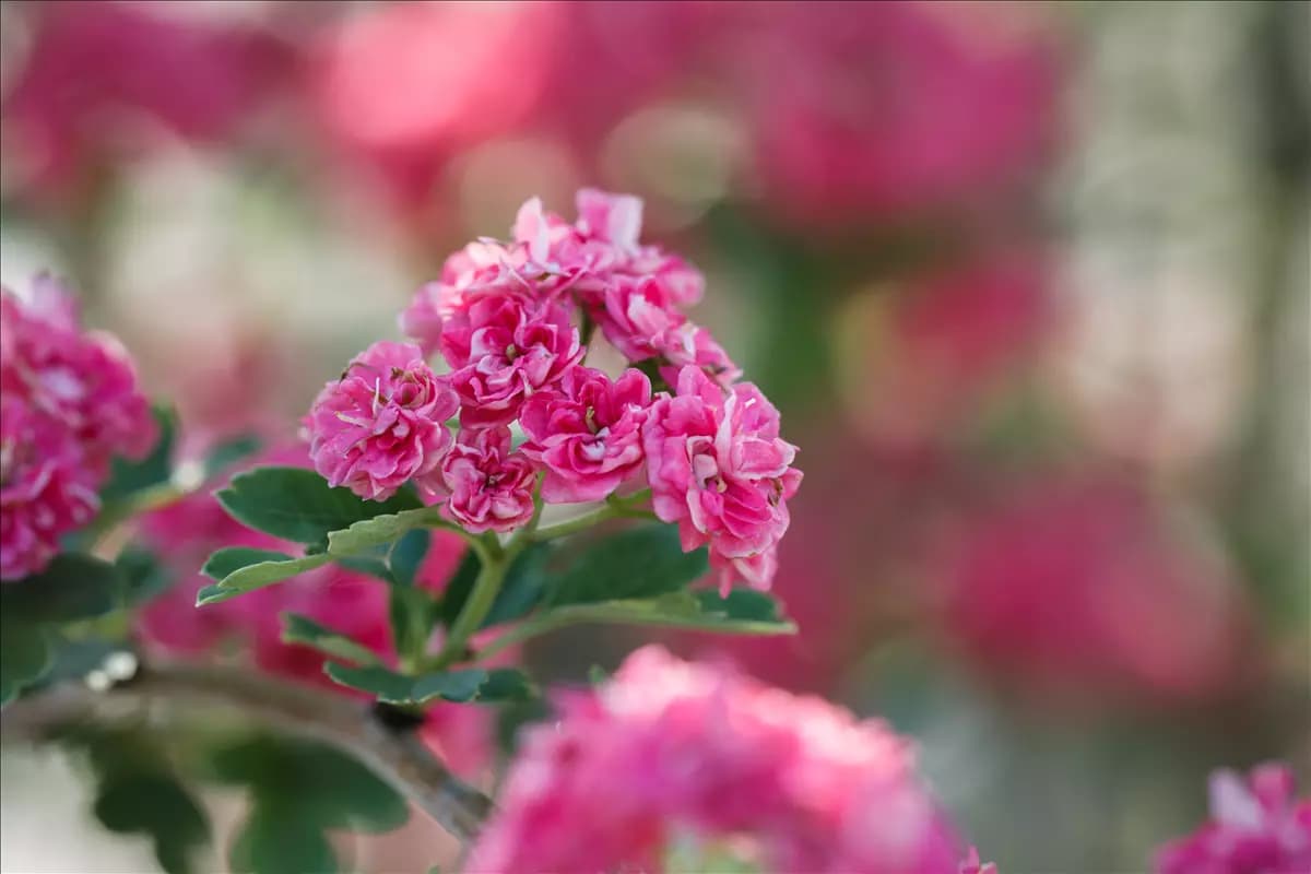Crataegus laevigata 'Paul's Scarlet' - Formgehölze Echter Rotdorn