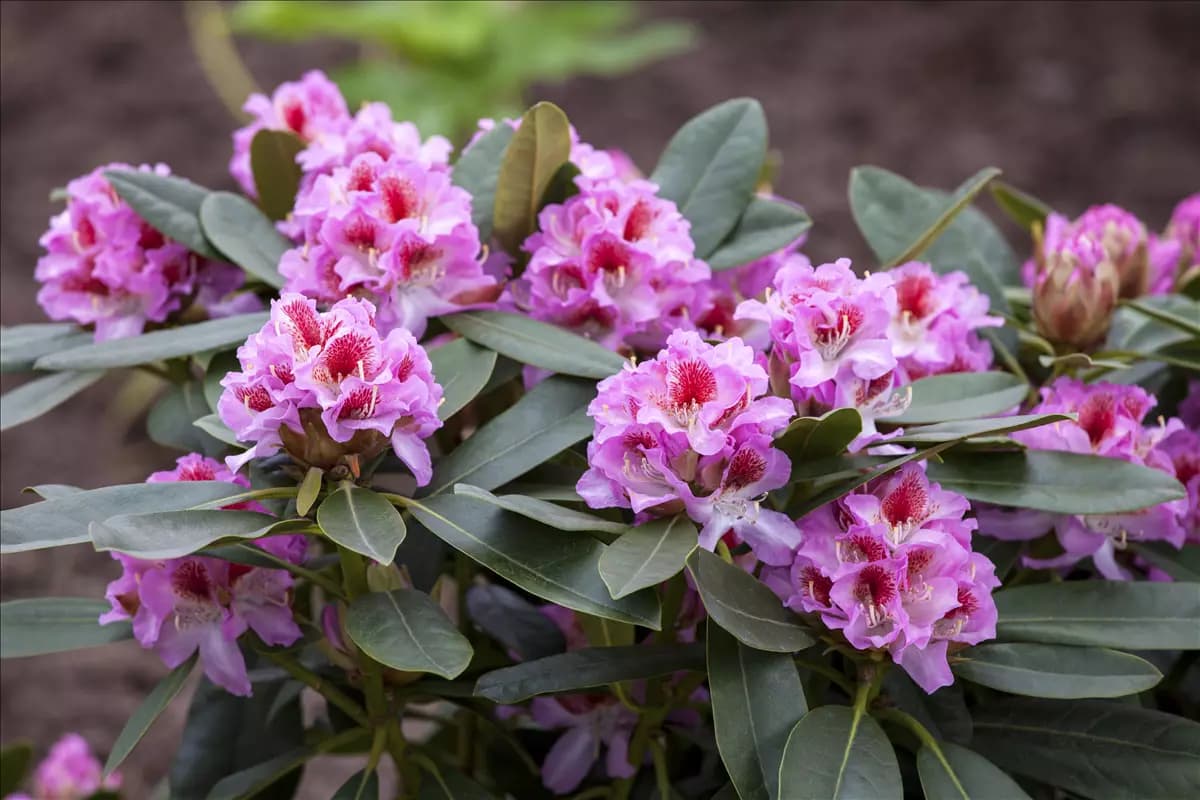 Rhododendron Hybr.'Belami' -R- IV Rhododendron-Hybride 'Belami' -R-