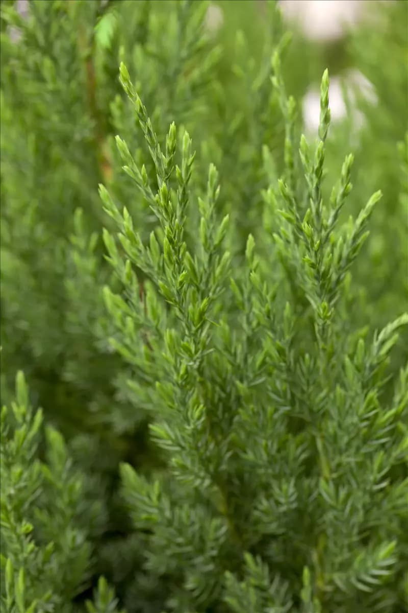 Juniperus chin.'Stricta' Blauer Kegel-Mooswacholder
