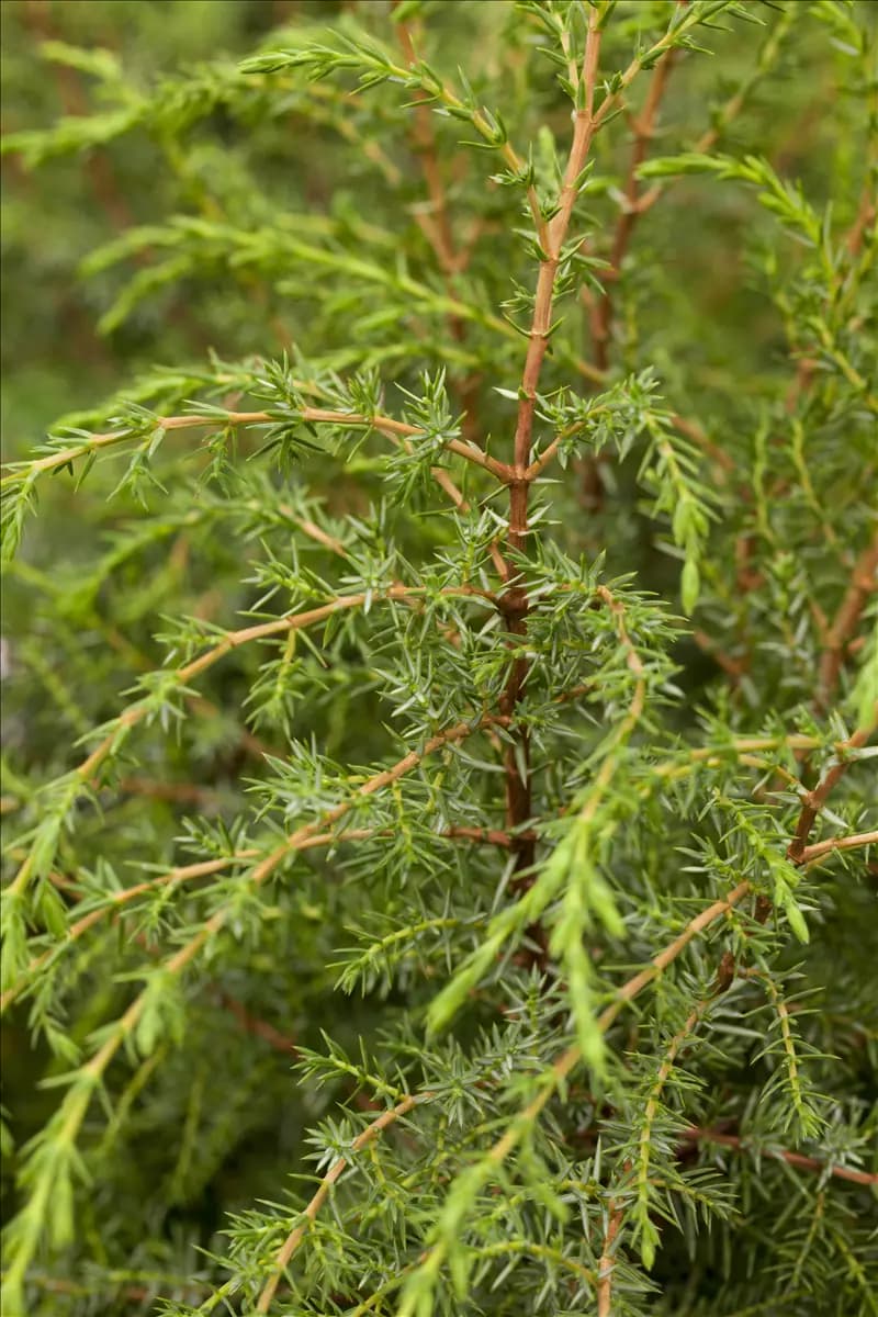 Juniperus com.'Hibernica' - Nadeln - Koniferen Irischer Säulenwacholder