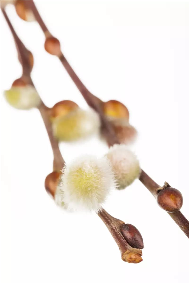 Salix caprea Salweide