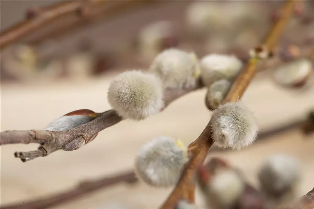 Salix caprea 'Mas' Männliche Salweide