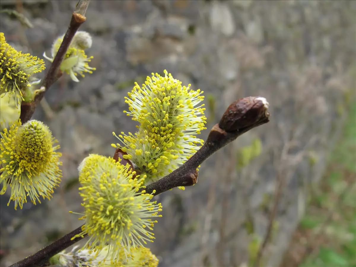 Salix aurita Ohrweide