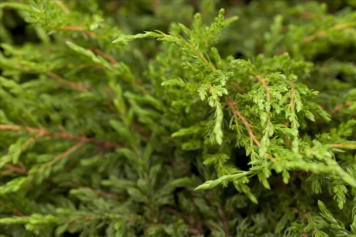 Juniperus com.'Repanda' Kriechender Wacholder