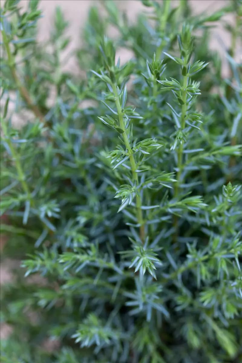 Juniperus com.'Sentinel' Wacholder 'Sentinel'