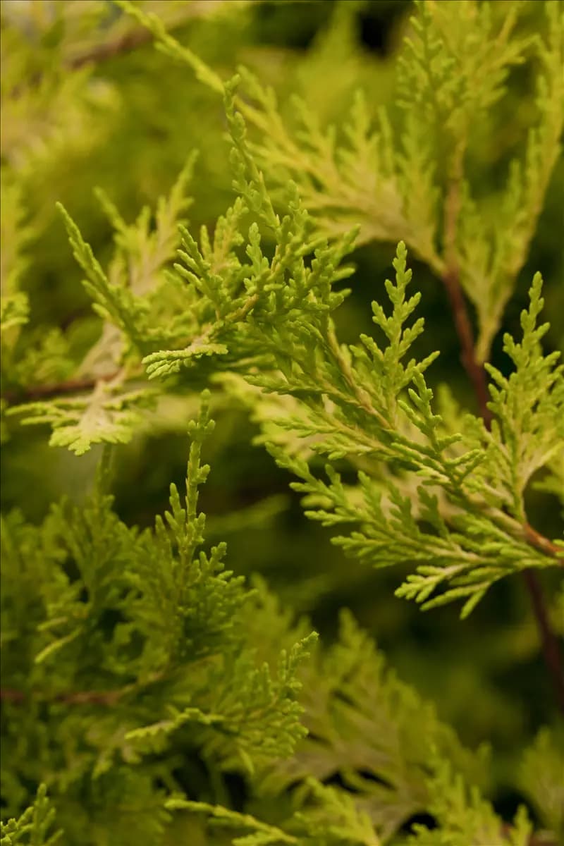 Cupressocyparis leyl.'Castlewellan Gold' - Mediterranes Gelbe Baumzypresse