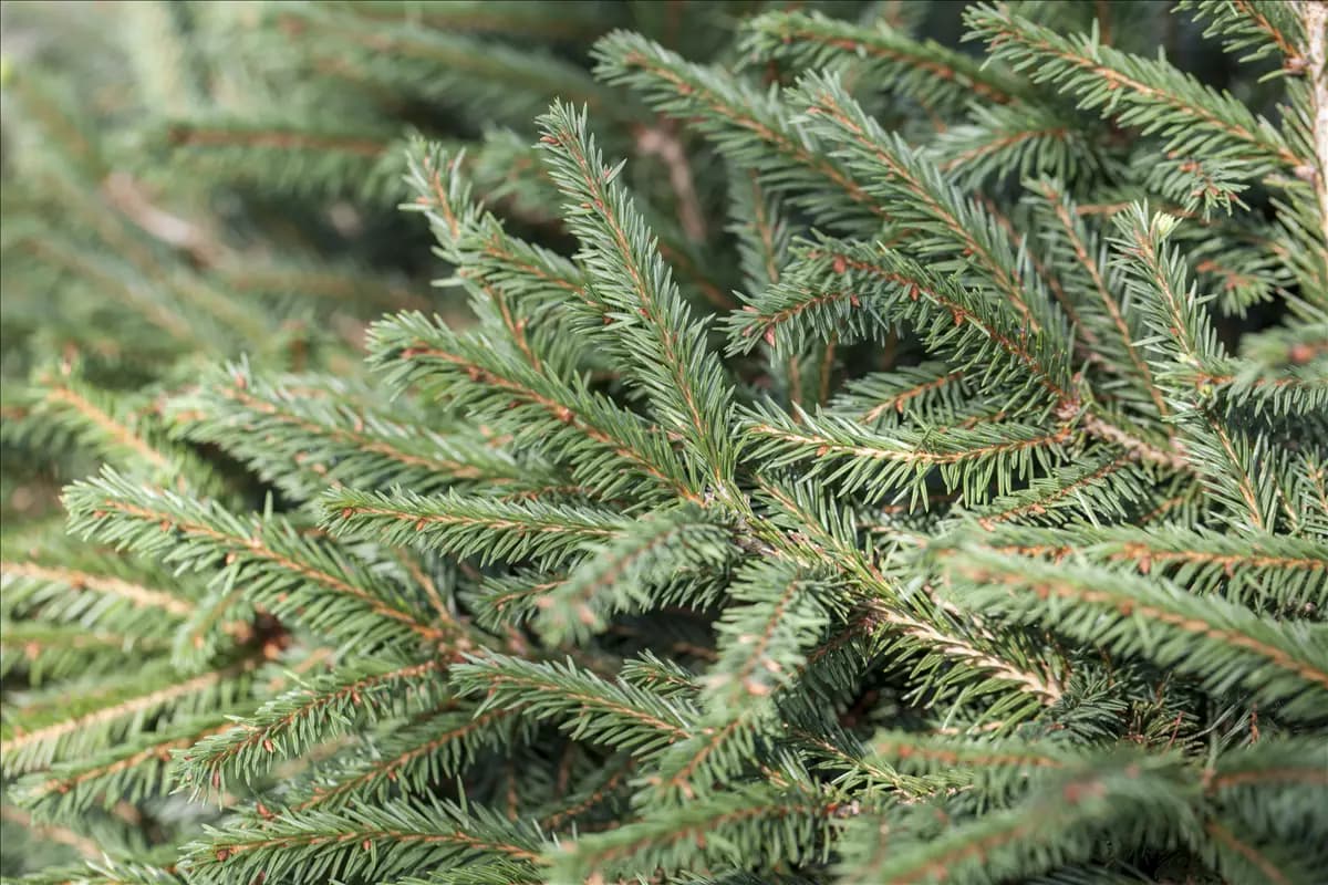Picea abies 'Nidiformis' Nestfichte 'Nidiformis'