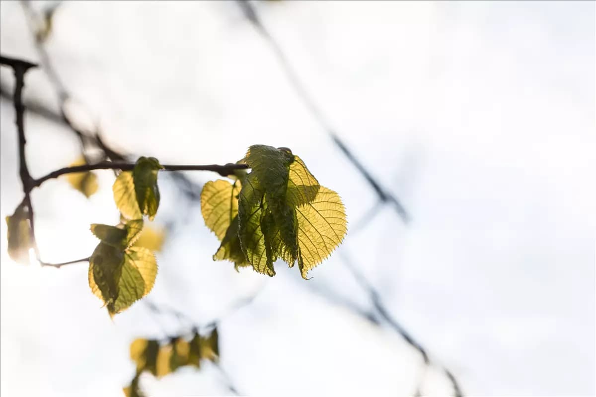 Tilia platyphyllos Großblättr.Sommerlinde