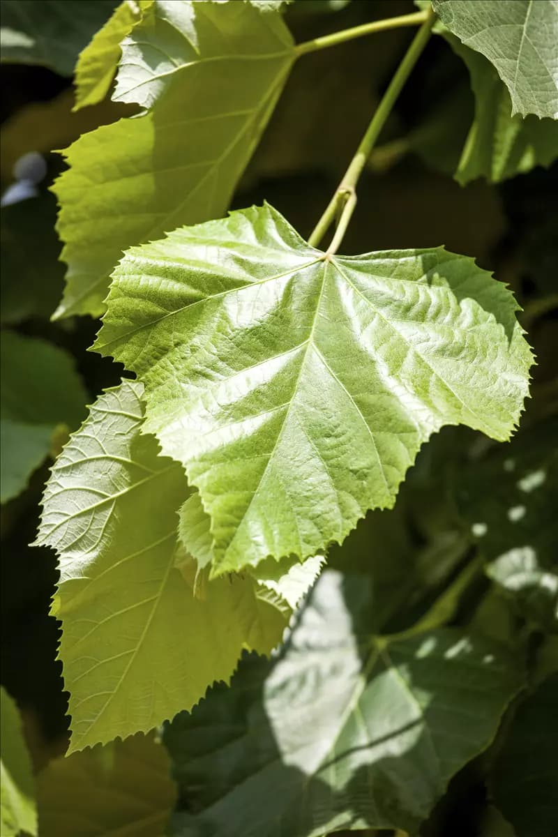 Tilia tomentosa Silberlinde